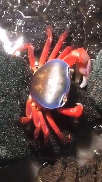 Радужный краб смотреть онлайн