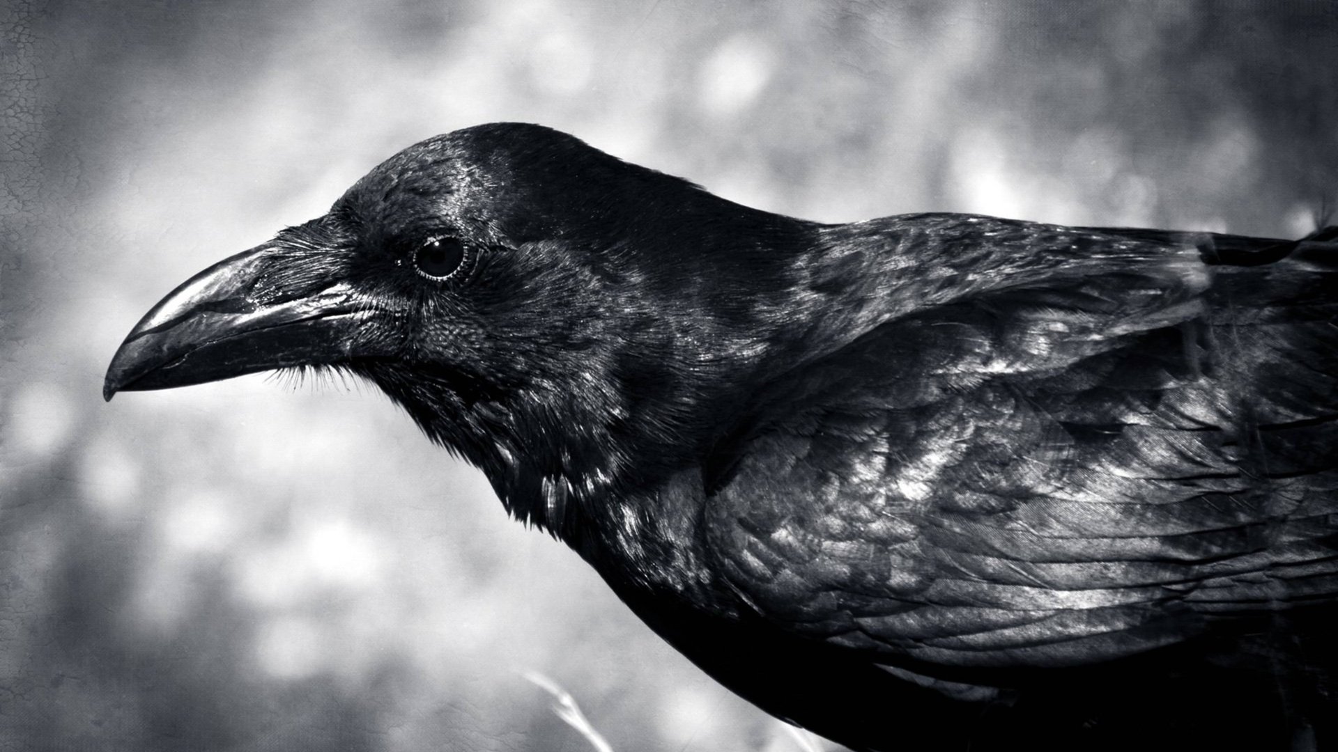 Чёрный ворон смотреть онлайн