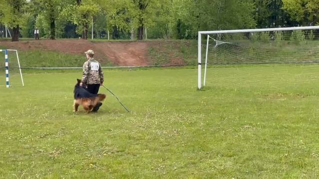 2 О/Отл. Stern Der Liebe GLAMOUR +++ №108 / КЧК+ БОРИСОВ (BY) 17 мая`25 M.Jovovic Моно нем.овч.