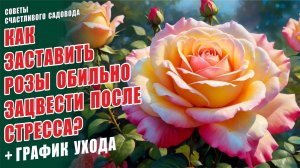СИСТЕМА УХОДА ЗА РОЗАМИ. КАК ЗАСТАВИТЬ РОЗЫ ОБИЛЬНО ЗАЦВЕСТИ ПОСЛЕ СТРЕССА.  ГРАФИК УХОДА. РОЗЫ
