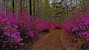 НАШ БАГУЛОВЫЙ КРАЙ.