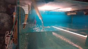 магистральный фильтр для аквариума.