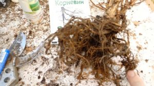Причина гибели гортензии в корневой, пробую разобраться.