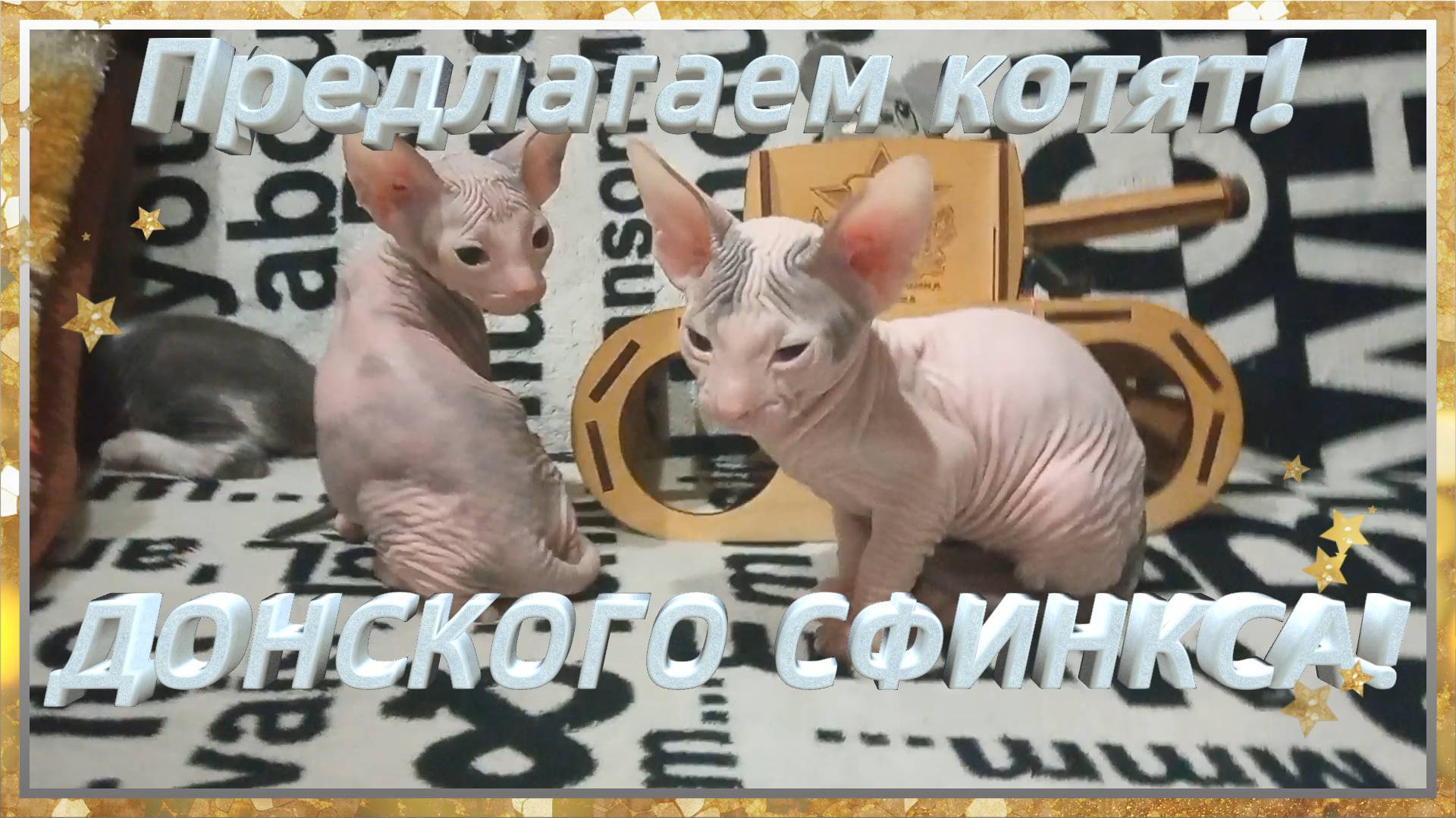 The cat