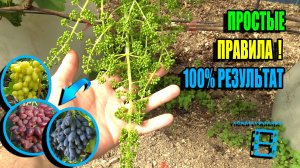 ВАЖНЫЕ ТОНКОСТИ ПРИ НОРМИРОВКЕ ВИНОГРАДА СОЦВЕТИЯМИ И ГРОЗДЯМИ. СЕВЕРНЫЙ ВИНОГРАДНИК 25-20