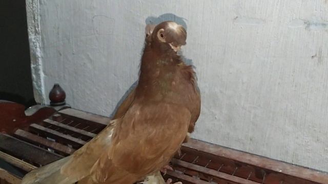 Голубь красивый как игрушка. смотреть онлайн