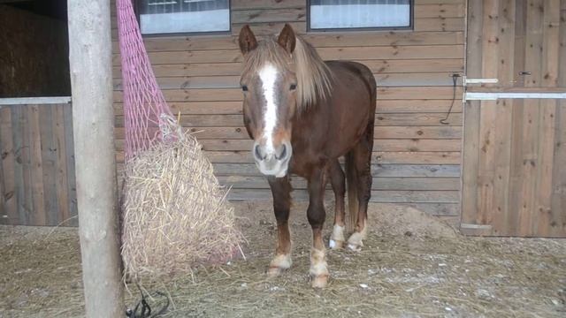 Амур и рептух февраль 2018