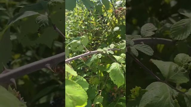 Йога тур в Абхазию! Апсны-страна души!