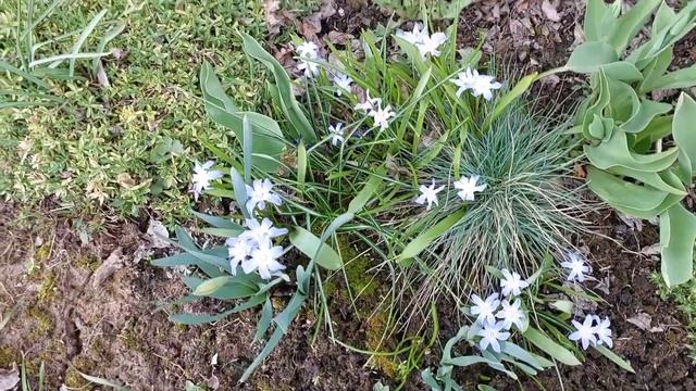 ДАЧНЫЙ СЕЗОН 2025 ОТКРЫТ! Как перезимовали розы? Сажаю н?