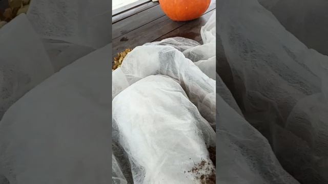 Как сохранить черенки метельчатой гортензии до весны. смотреть онлайн