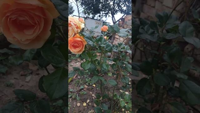 Пересорт от питомника роз "Розы Вдохновения". Вместо А? смотреть онлайн