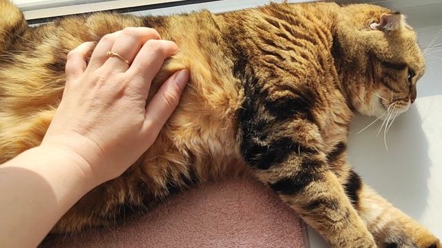 Козочка, кусяшка и рыжуля. смотреть онлайн