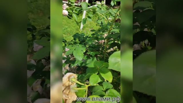 Как обрезать розы. Очень просто! Обрезка роз летом.