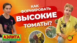 ПАСЫНКОВАНИЕ ТОМАТОВ. Как формировать высокорослые томаты?