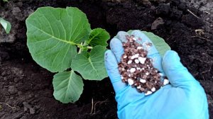 Кладу это в лунку под капусту при посадке рассады.Кочаны растут крупные и крепкие.Килы не будет 100%