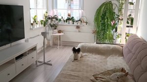 Моя комната с ОРХИДЕЯМИ 🏡🌸🦋☀️🌈 #орхидеи