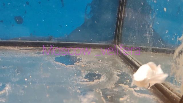 Лира тройник)