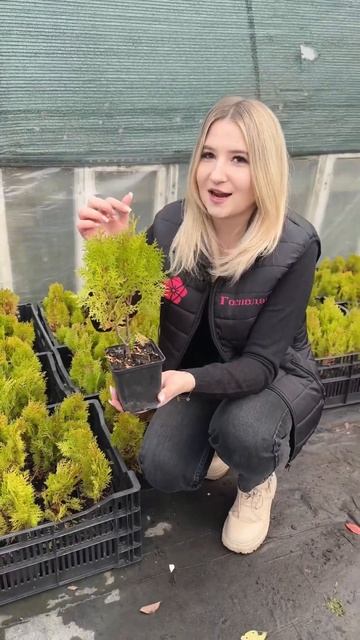 -60% на туї Ауреа Нана🌲 смотреть онлайн