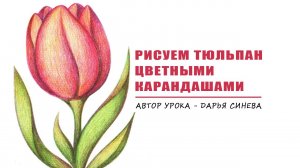 Урок рисования цветными карандашами "Яркий тюльпан"