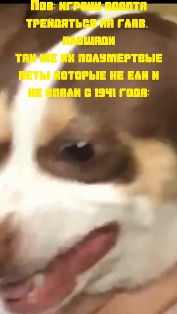 Мемчик Адопт Ми #roblox #adoptme #meme #shorts #Приколы #прикол #ржака #мемы #мемчик #шутка смотреть онлайн