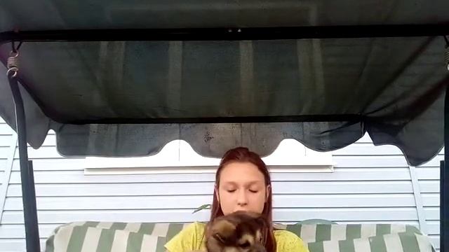 Защита щенка смотреть онлайн