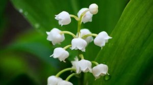 Настрои Сытина. Радость жизни 🪷