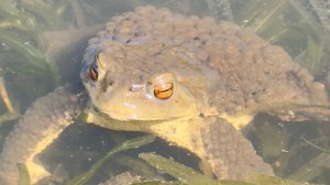 Головастики жаб😀