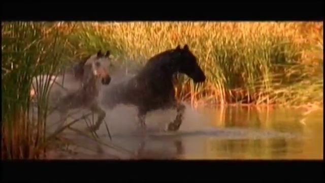 Сергей Воронин - Лошадиная верность смотреть онлайн