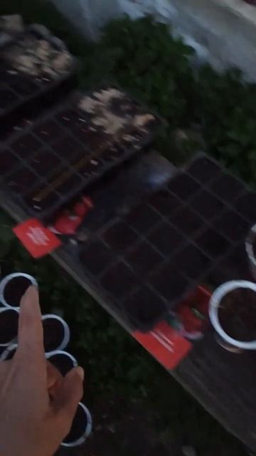 Когда теплицы нет, а рассаду вырастить уже хочется смотреть онлайн