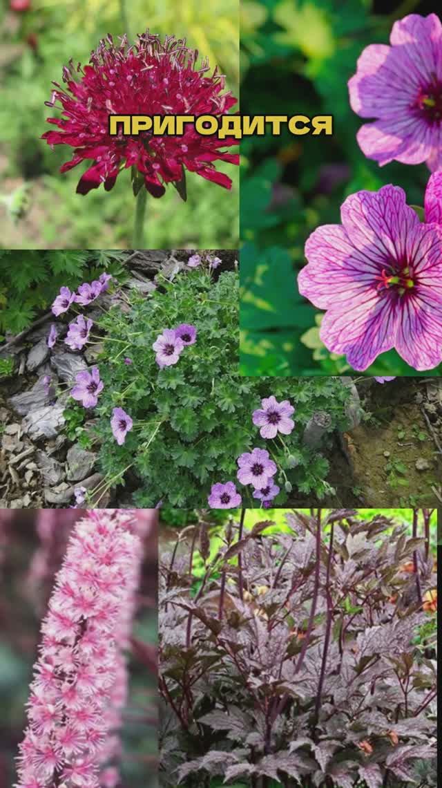 🌿🌼 Многолетники на Миллион (а вы их не сажаете!) смотреть онлайн