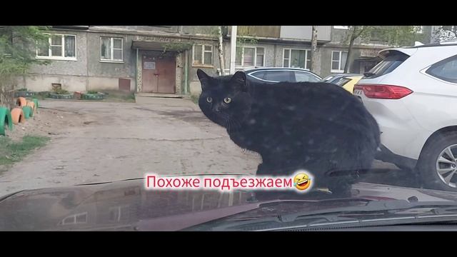 Жесть имба. Самый спокойный кот.Продолжение. Что было дальше) Как набрать много просмотров