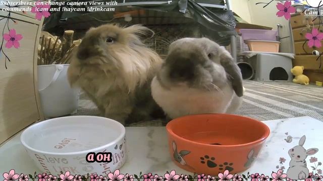 НАГЛАЯ СВЕКРОВЬ ЗАЯВИЛА МНЕ О ТОМ, ЧТО Я ДОЛЖНА ПРОДАТ?