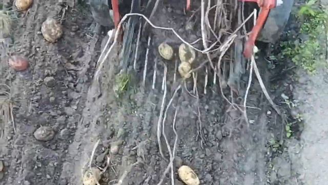 картофелекопалка км 1 и мотоблок МТЗ, 17.08.24