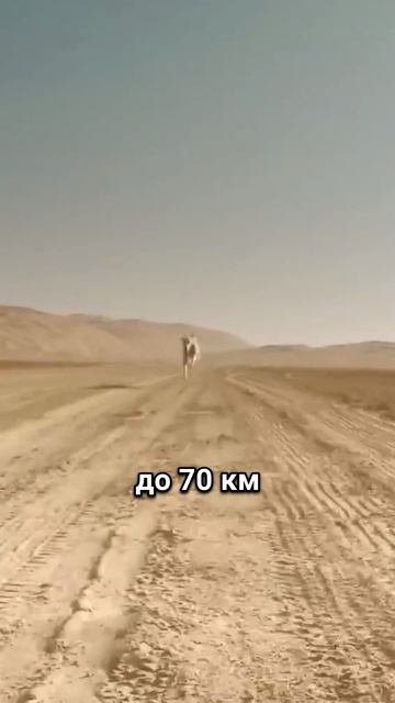 Салюки смотреть онлайн