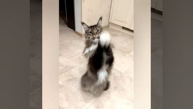 Котик мейн кун смотреть онлайн