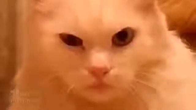 Задумчивый кот !!! смотреть онлайн