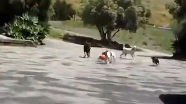 Бейб существует! -) смотреть онлайн