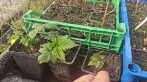 Как укоренить малину «крапивку» без потерь