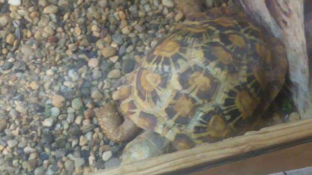 Животные Африки(12) смотреть онлайн