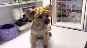 Панамка для собачки 🐕