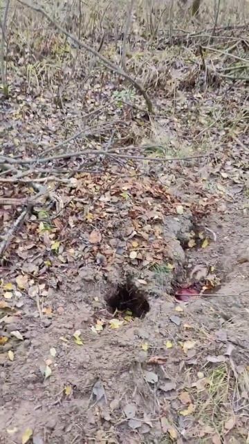 Встреча с МЕДВЕДЕМ и МЕТАЛЛ #медведь #медведисоседи #м смотреть онлайн