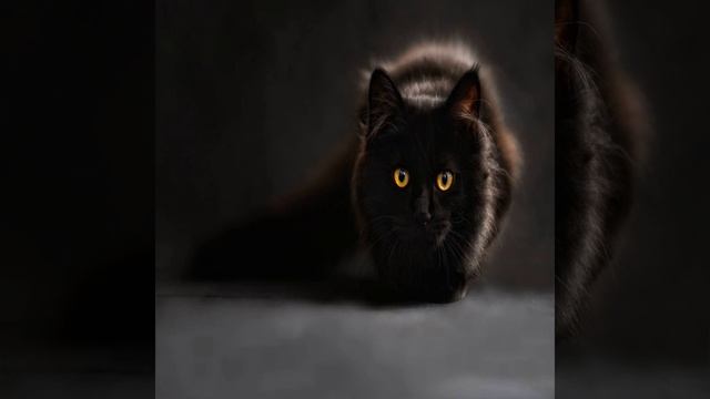 Что делать, если кот или кошка орет по ночам: причины к? смотреть онлайн