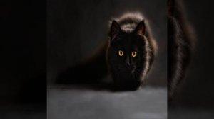 Что делать, если кот или кошка орет по ночам: причины к?