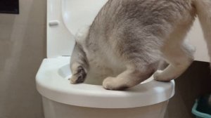 кот писает и какает почти в унитаз под фонк (ещё учится