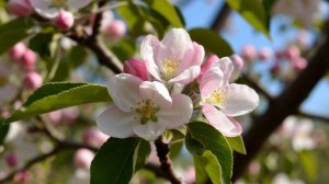 "Чем подкормить, как сохранить и приумножить урожай яблони в период цветения»