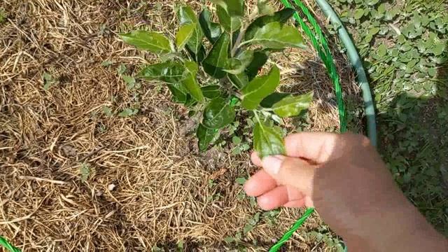 Жизнь в Деревне Бросила все и не жалею ПРОДОЛЖАЮ ДОБЫВАТЬ ХОРОШУЮ ВАДУ . Еду в город . Что привезла смотреть онлайн