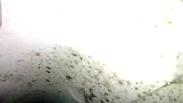 Про Кодиак к D2