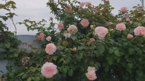 Розы Толбиак и  Кроун принцесса Маргарет.