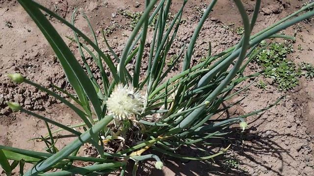 Карта с/б 👉 2202 2083 5317 0401 Мой сад и огород смотреть онлайн