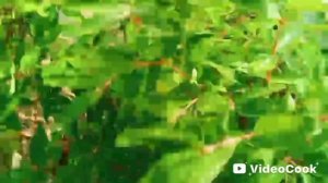 Находки на даче